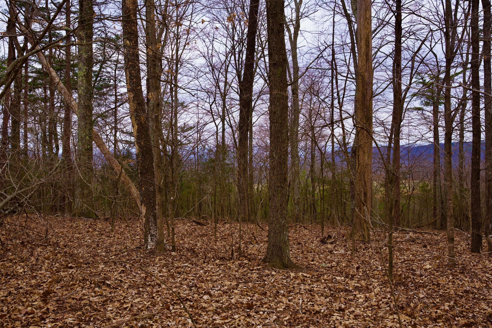 0 Madewell Road Spencer, TN 38585 - Photo 51 of 51