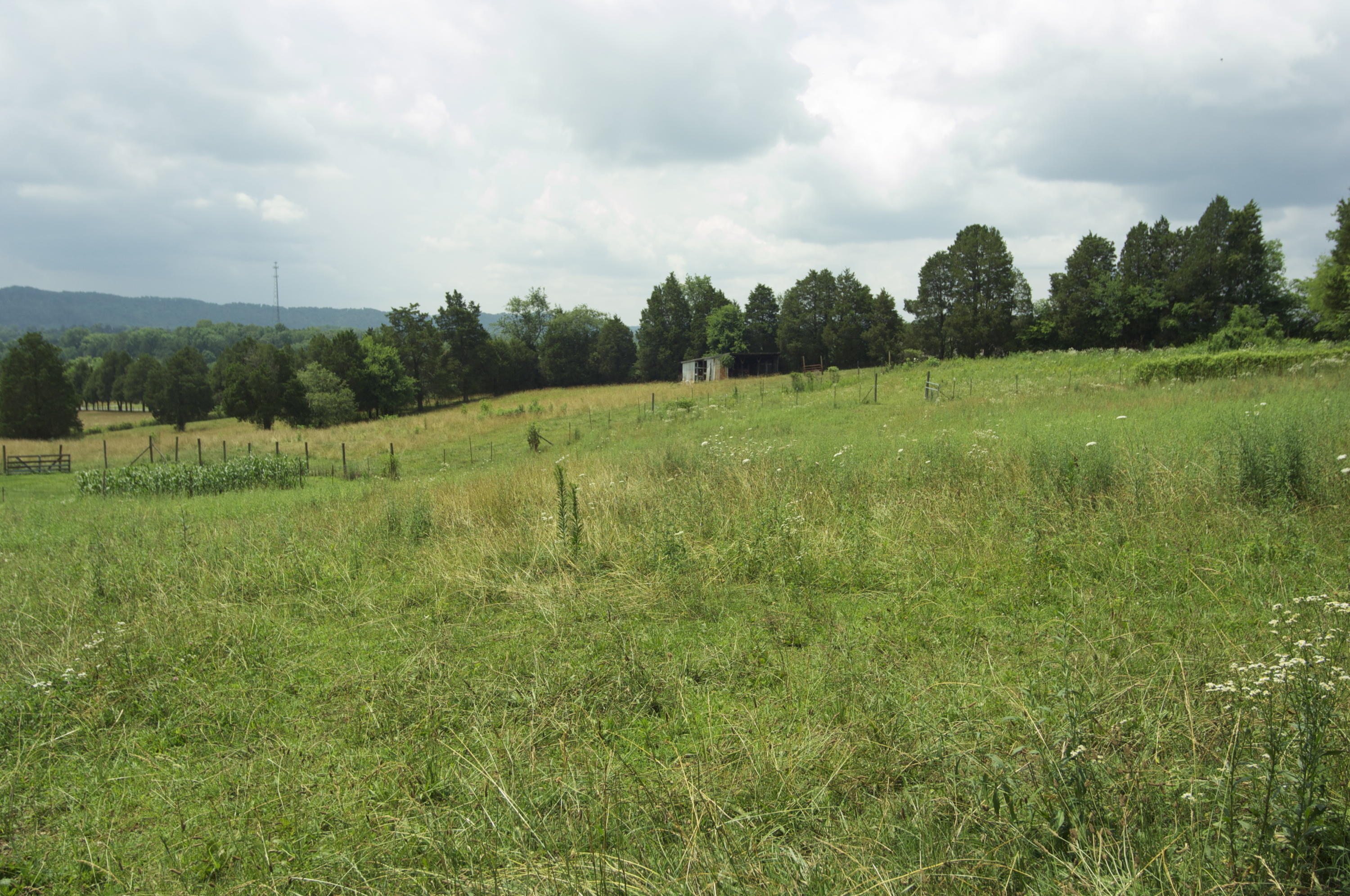 8040 Shannon Hills Road Corryton, TN 37721 - Photo 2 of 25 Beautiful Level 2.29 Acres