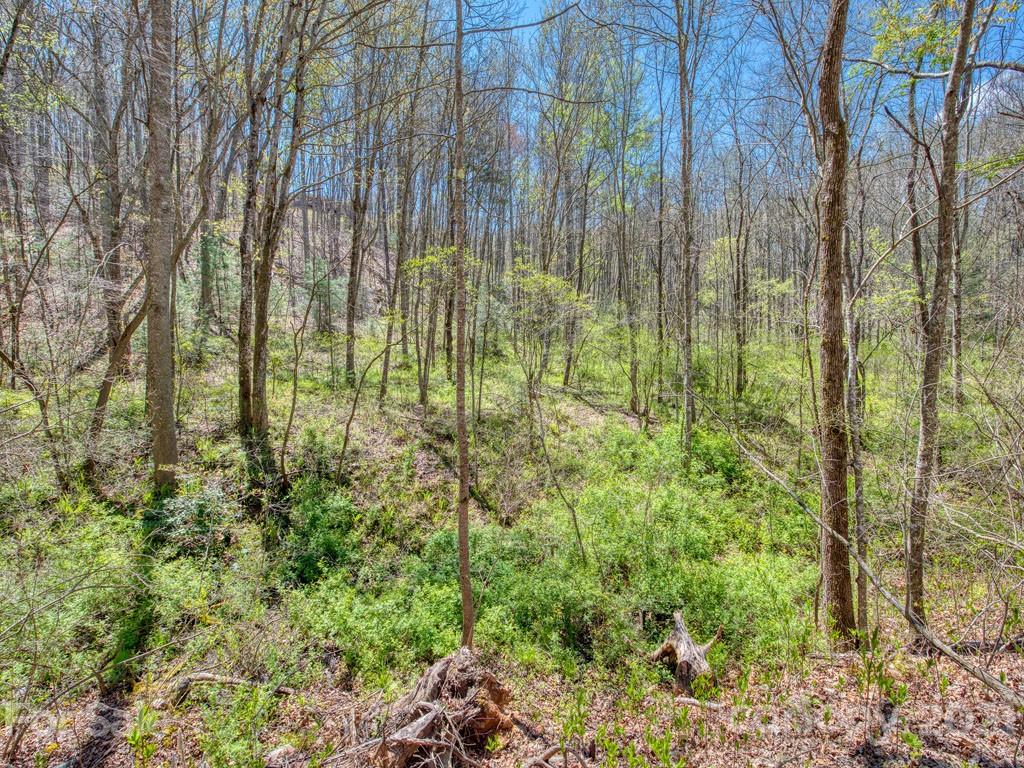 Lot#3 Mary Ruth Way Clyde, NC 28721 - Photo 3 of 12 a view of yard with large trees