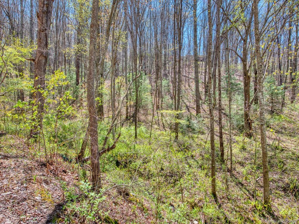 Lot#3 Mary Ruth Way Clyde, NC 28721 - Photo 4 of 12 a view of yard