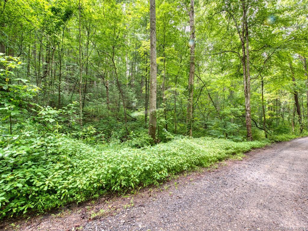 Lot#3 Mary Ruth Way Clyde, NC 28721 - Photo 5 of 12 a view of a garden with plants
