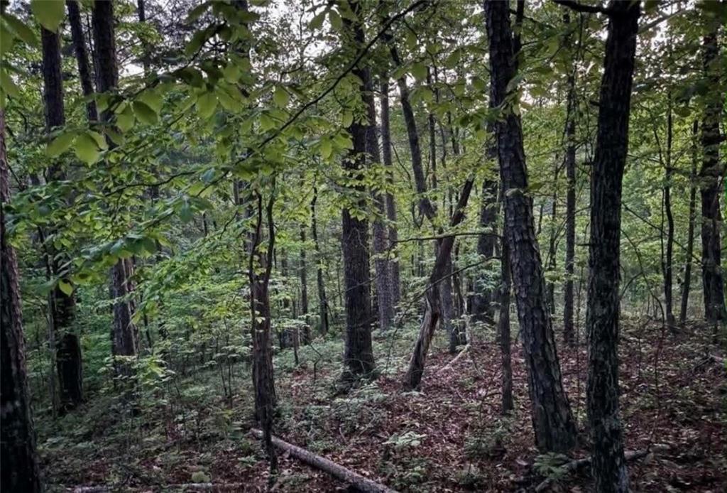 562 Neptune Circle Northeast Ranger, GA 30734 - Photo 2 of 23 a view of a forest with trees
