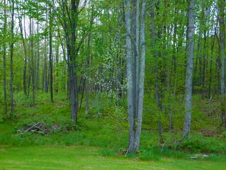 19011 Lagerquist Road Brethren, MI 49619 - Photo 10 of 21 1800364-9.JPG