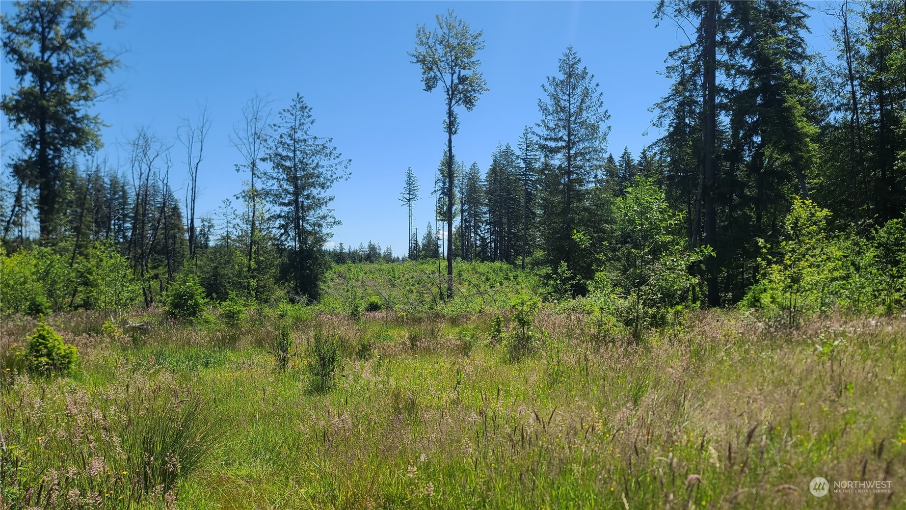 0 Logan Hill Road Chehalis, WA 98532 - Photo 6 of 22 a view of a garden with a tree
