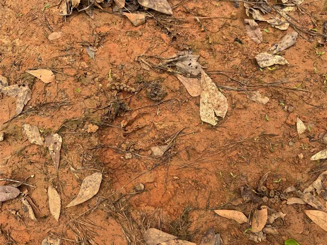 a close up of a plant
