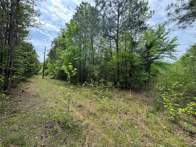 a view of a forest with trees in the background