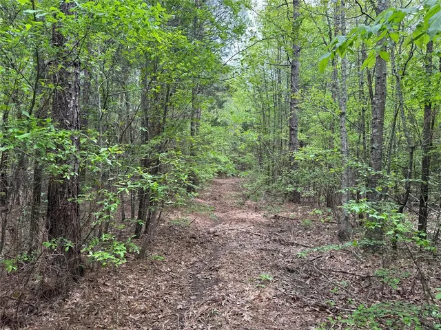 a view of a forest filled with trees