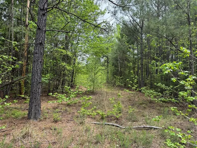 a view of a forest that has large trees