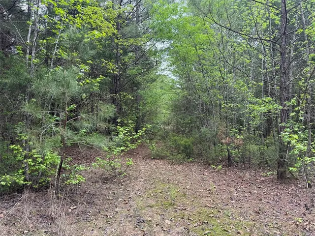 a view of a forest with trees