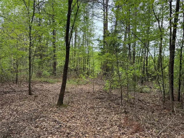 a view of a forest with trees in the background
