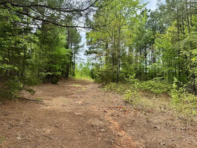 a view of a yard with plants and a tree