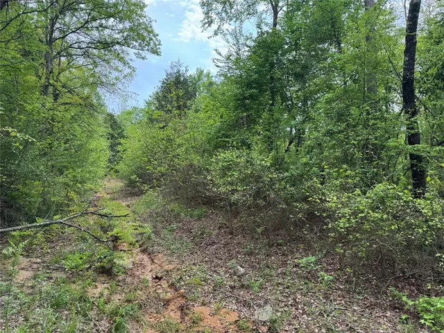 a view of a forest with a tree