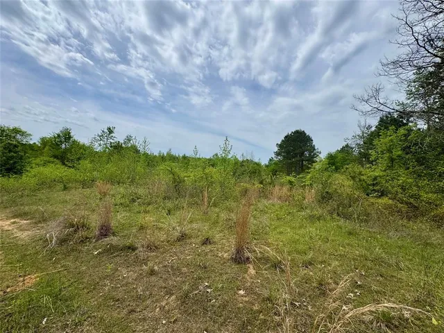 a view of a bunch of trees and bushes