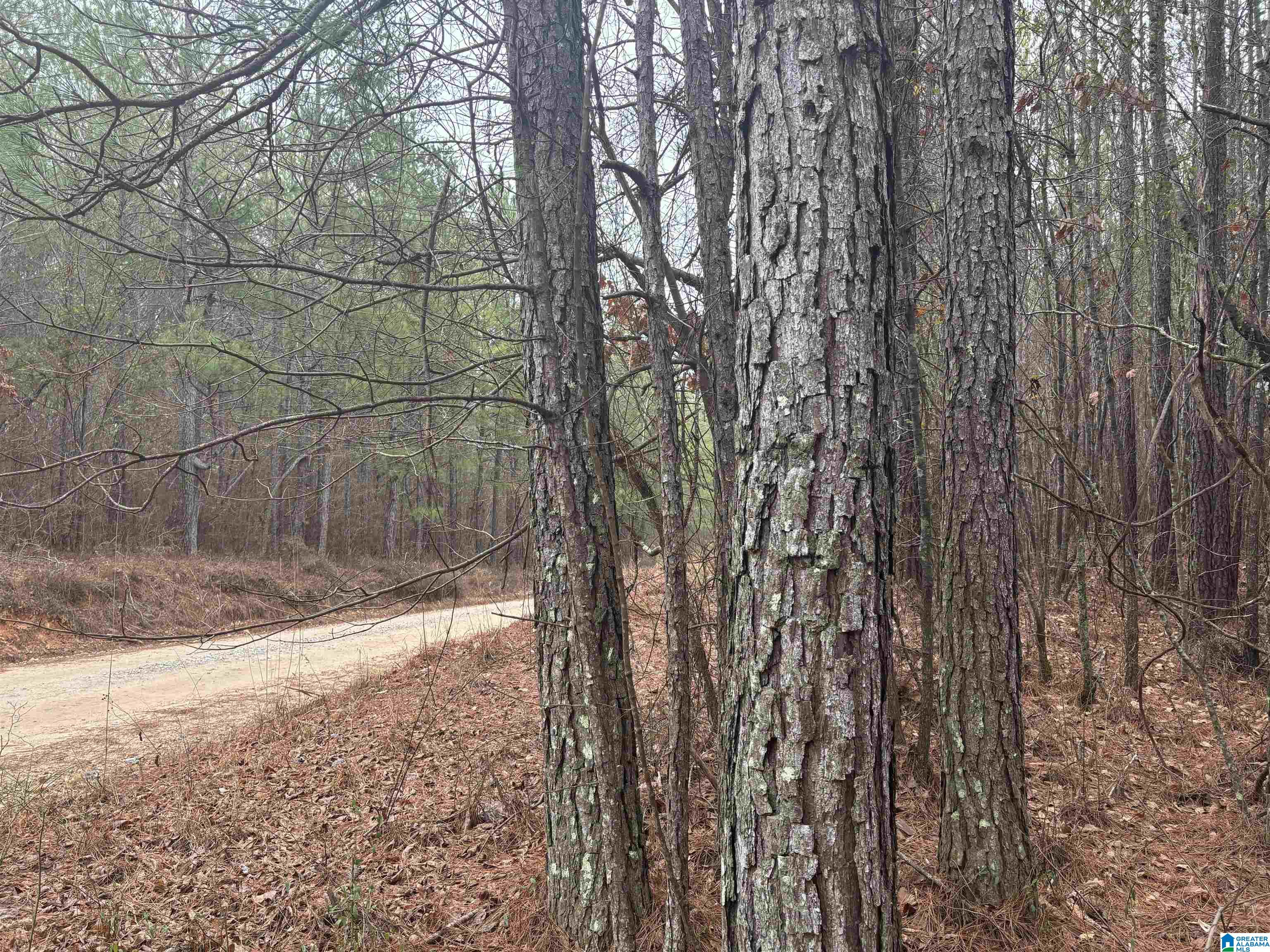 823 County Road, Unit 2 Wadley, AL 36276 - Photo 1 of 7