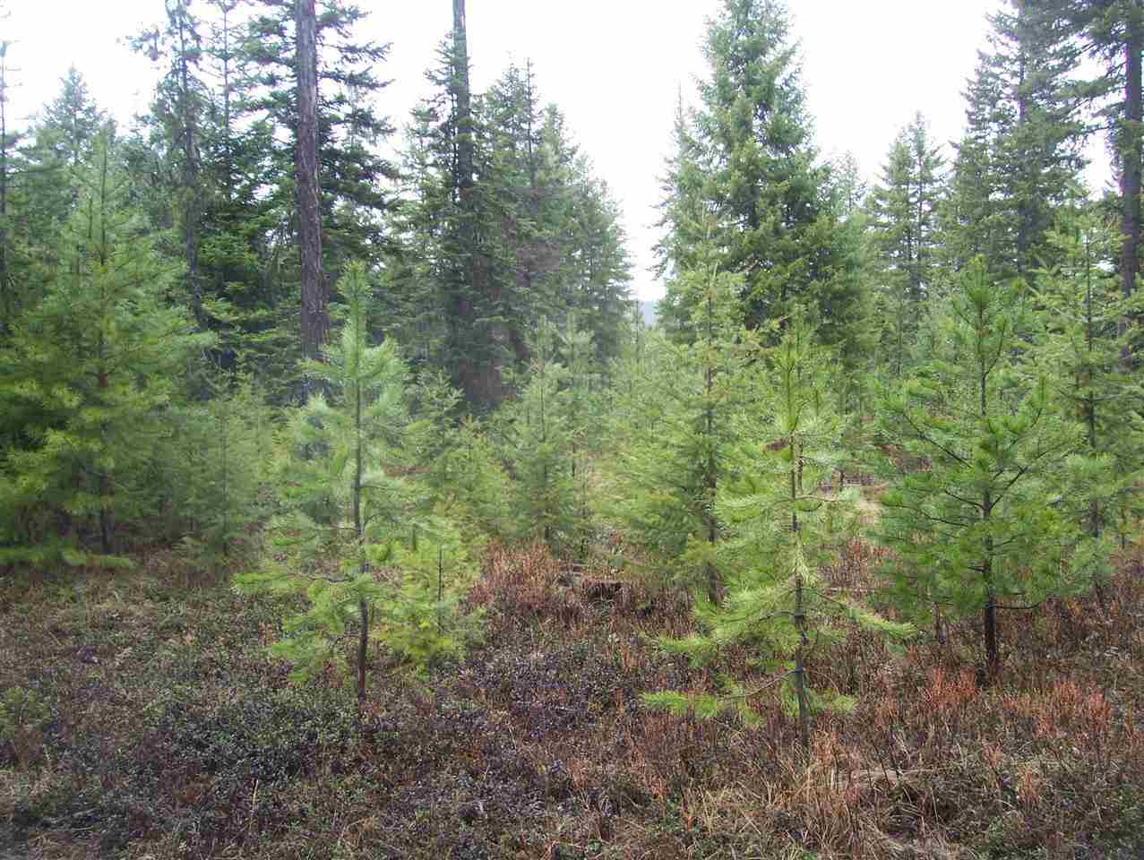0 Elmers Loop Elk, WA 99009 - Photo 5 of 9 Gallery Image 5
