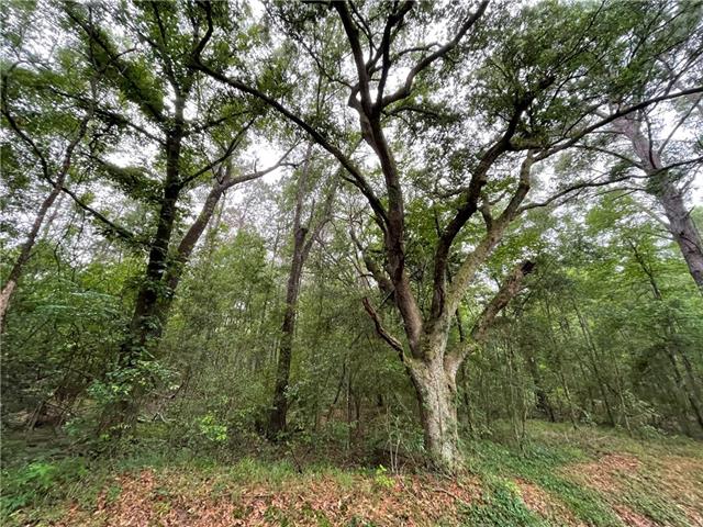 0 Bruhl Road Folsom, LA 70437 - Photo 1 of 11