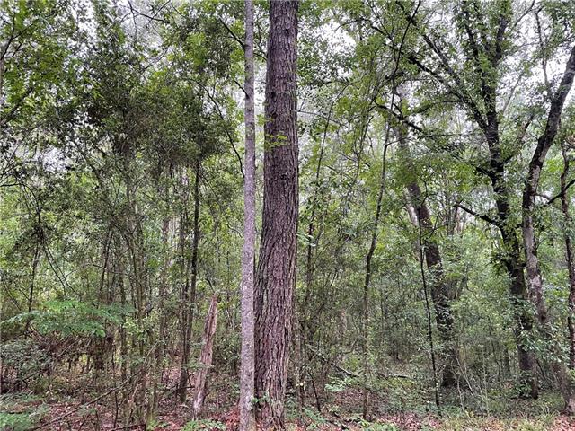 0 Bruhl Road Folsom, LA 70437 - Photo 6 of 11