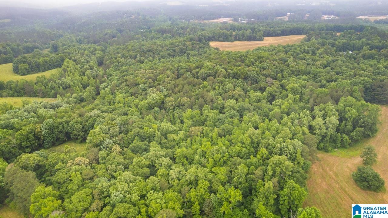 14791 County Road 10, Unit 45 ACRES Ranburne, AL 36273 - Photo 13 of 43