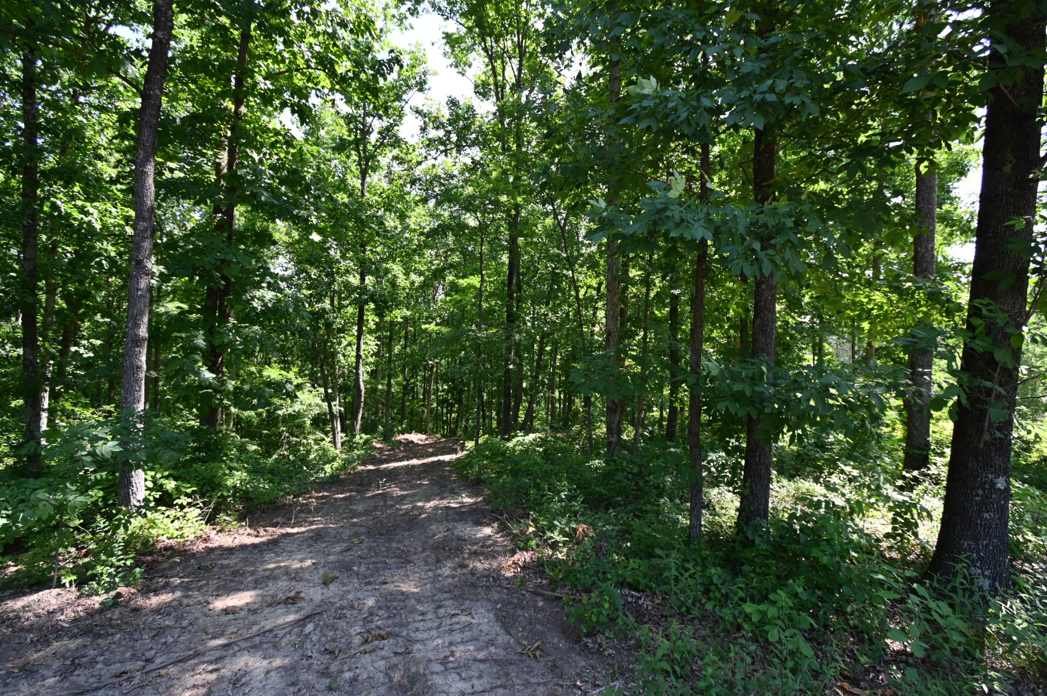 0 Bear Creek Road Waverly, TN 37185 - Photo 28 of 35 a view of outdoor space and trees in the background