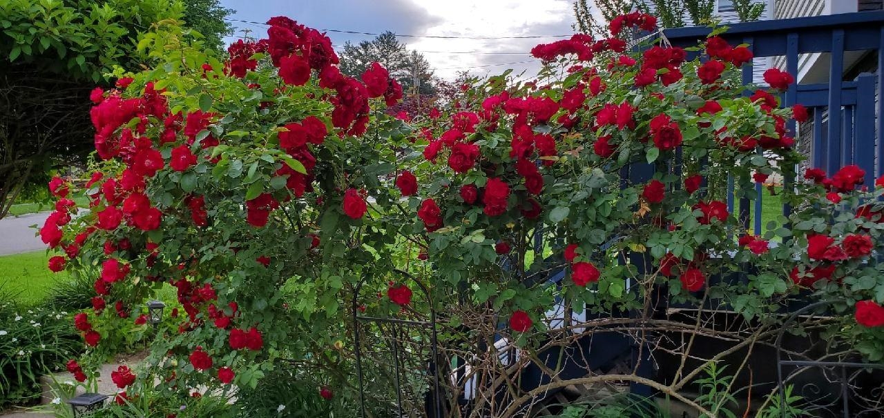 25 Robinhood Road Nashua, NH 03062 - Photo 31 of 46