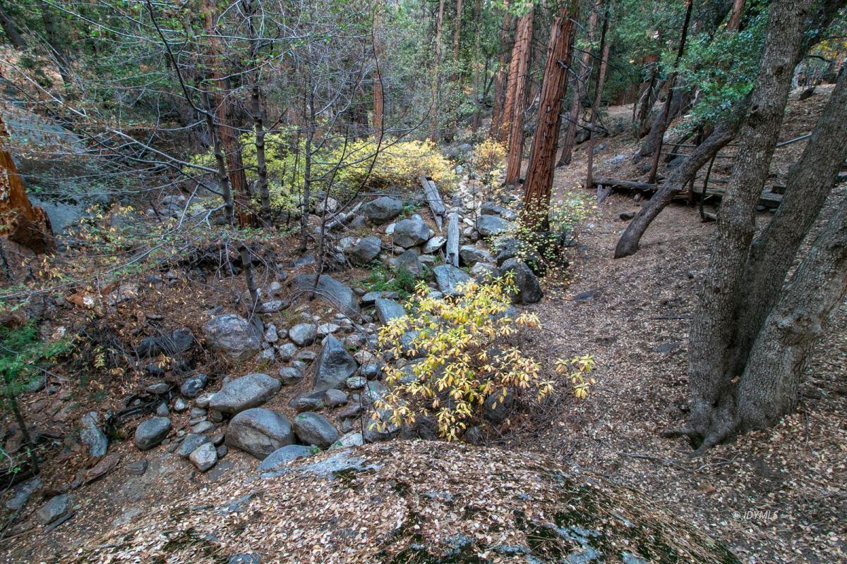 25325 Fern Valley Road Idyllwild, CA 92549 - Photo 49 of 54 a view of a forest with trees