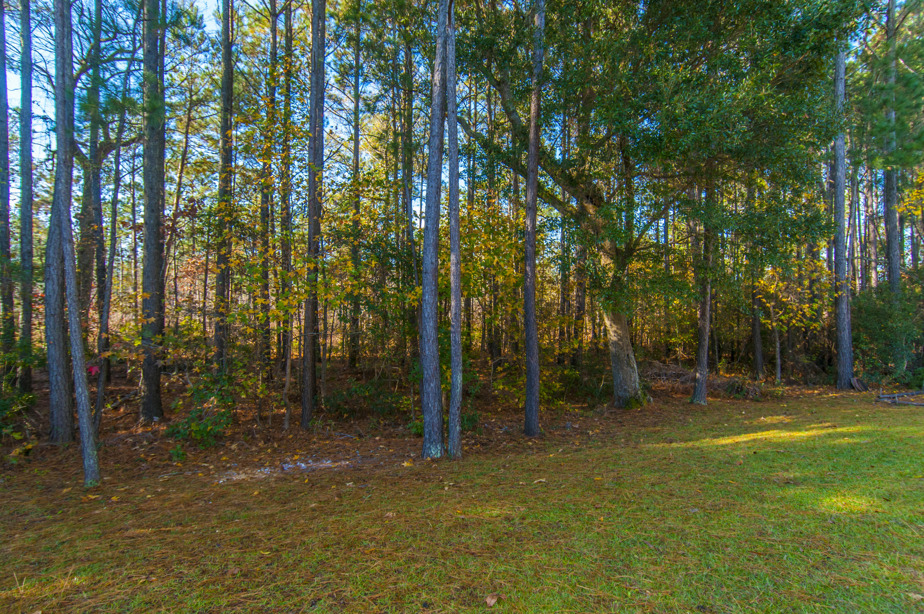 1205 Rivers Reach Drive Charleston, SC 29492 - Photo 34 of 43 Backyard