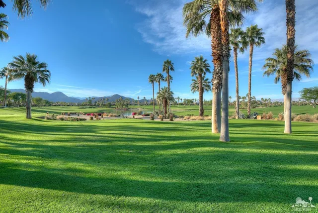 a view of a park and palm trees