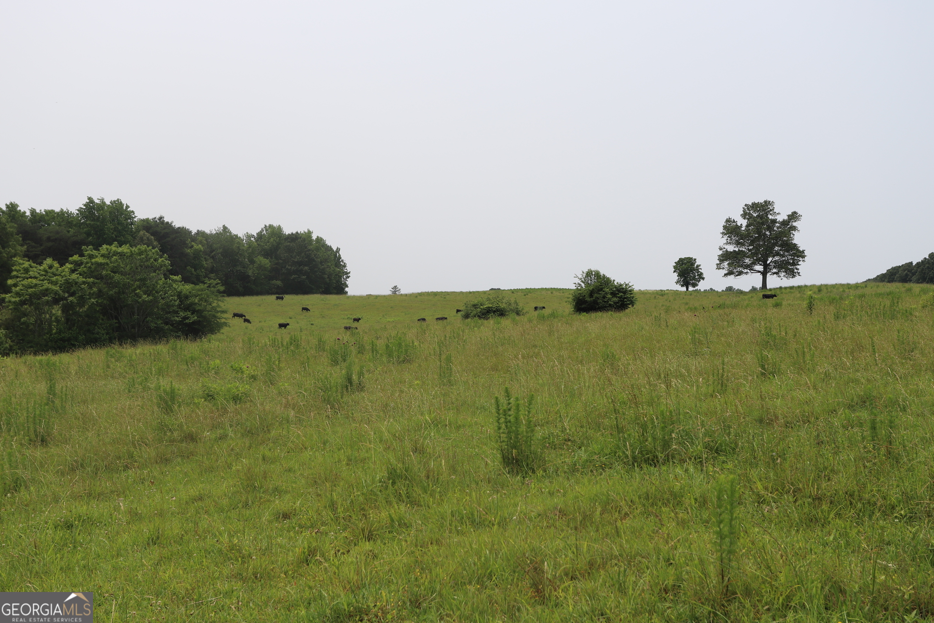 0 Co Road Gaylesville, AL 35973 - Photo 49 of 81