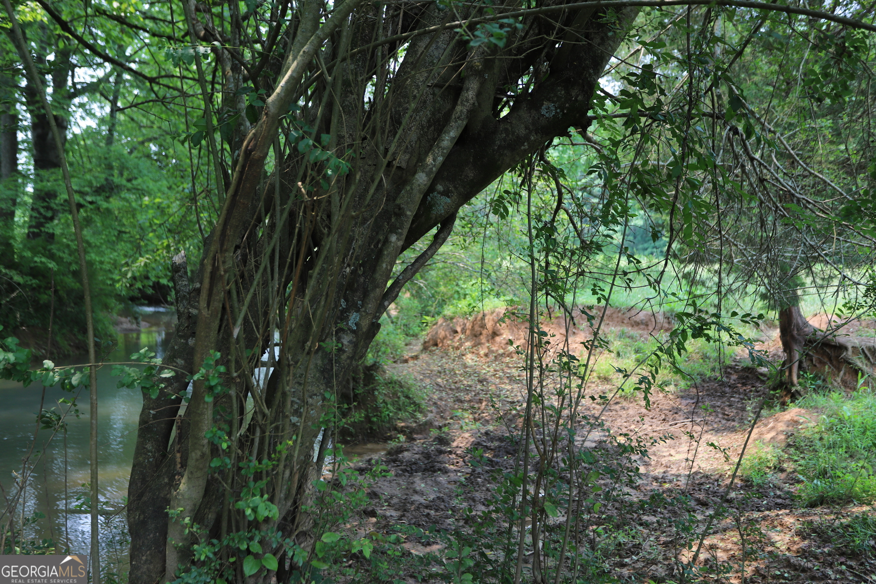 0 Co Road Gaylesville, AL 35973 - Photo 53 of 81 a view of forest