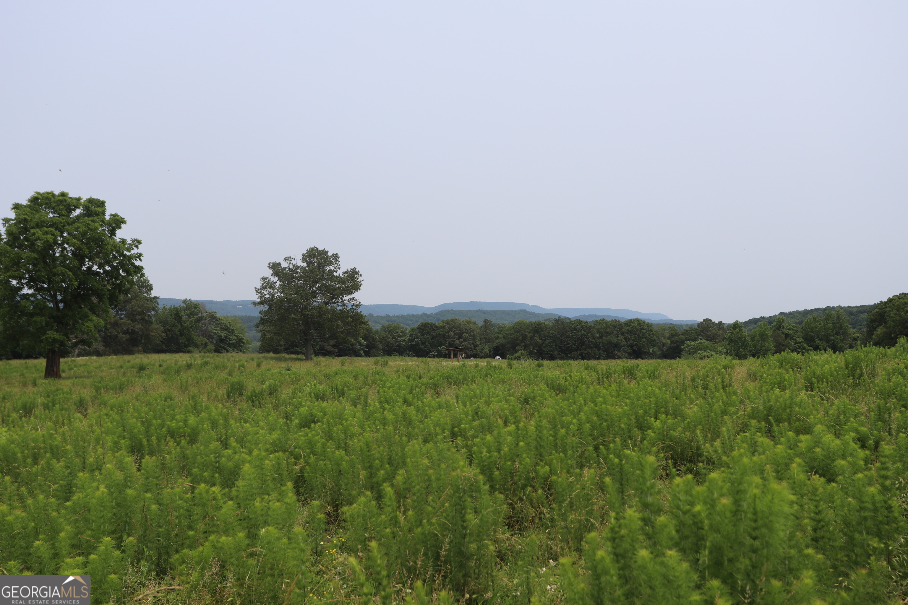0 Co Road Gaylesville, AL 35973 - Photo 63 of 81 a view of a lush green space with a lake in the background