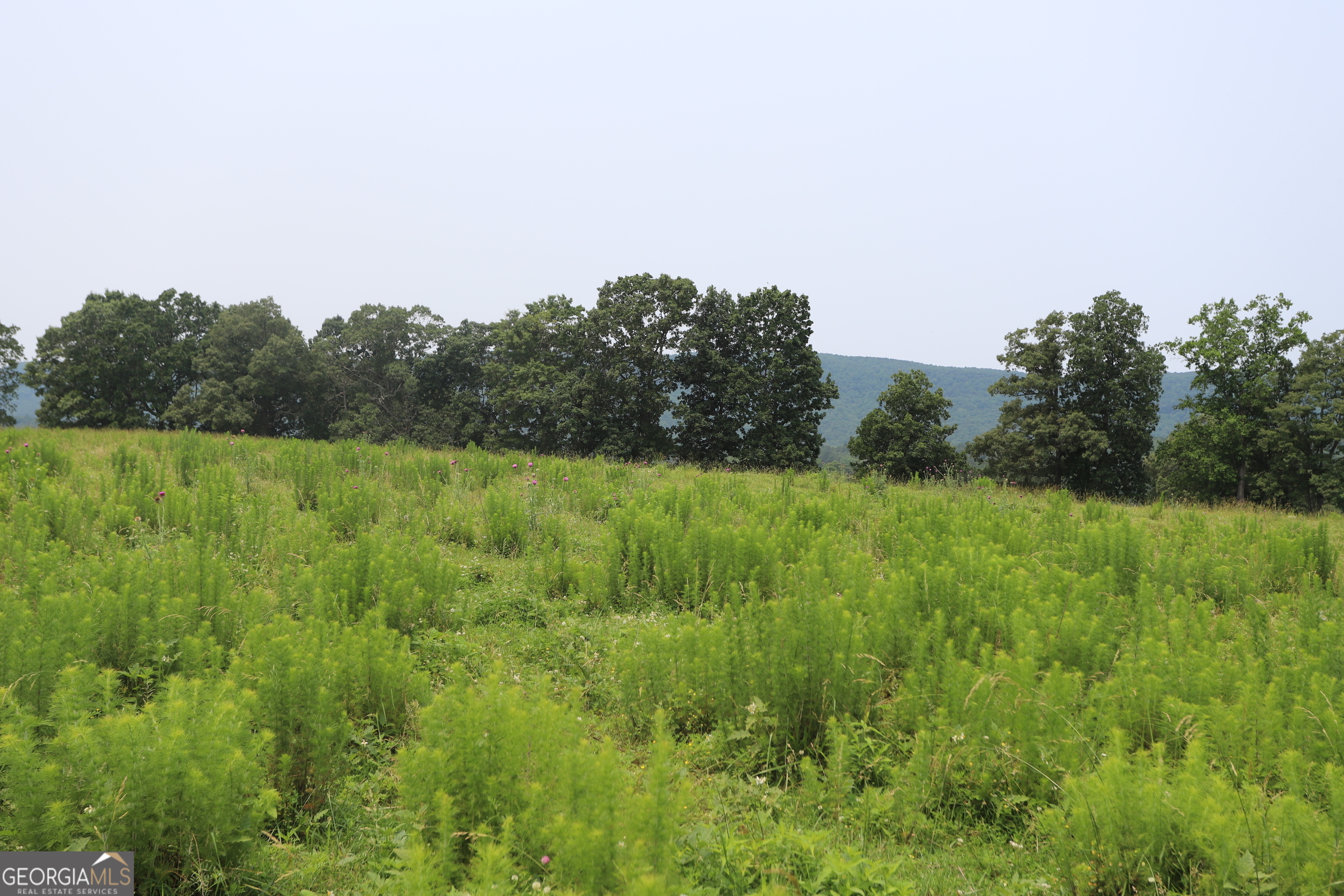 0 Co Road Gaylesville, AL 35973 - Photo 65 of 81 a view of a green field with trees in the background