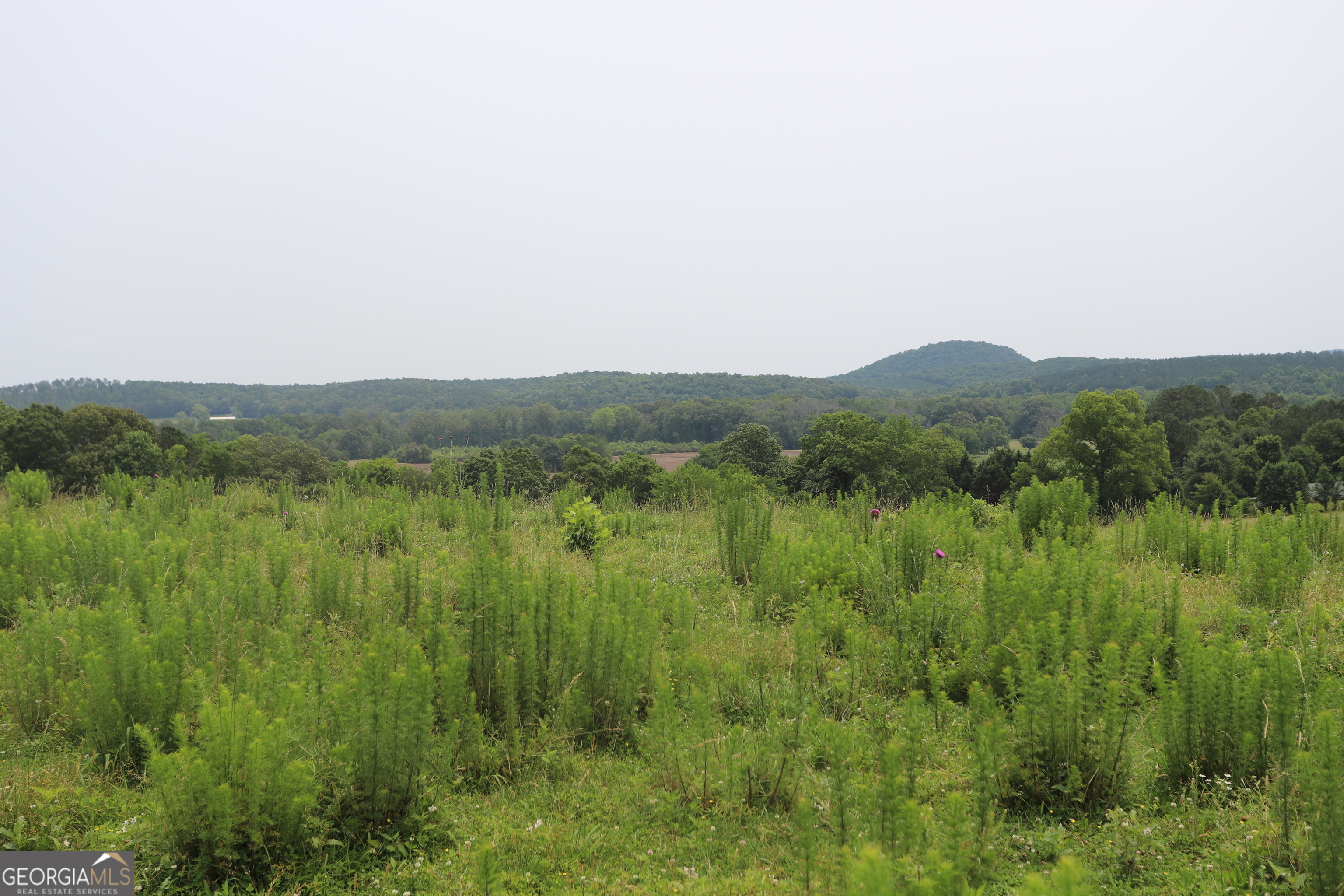 0 Co Road Gaylesville, AL 35973 - Photo 66 of 81 a view of a lush green space with a lake view