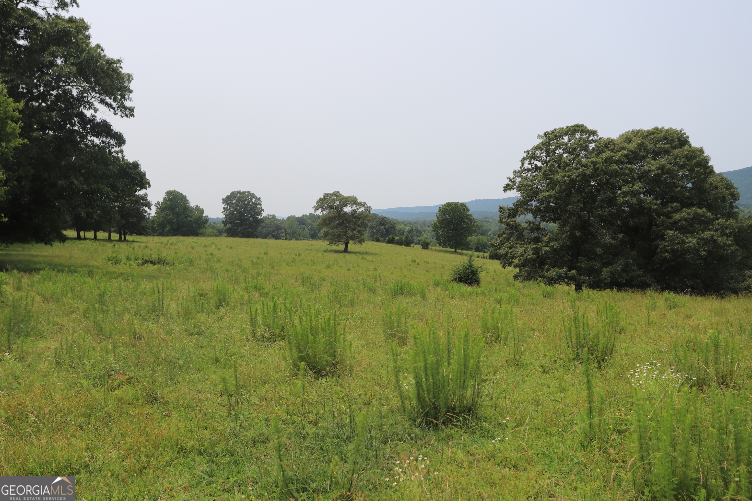 0 Co Road Gaylesville, AL 35973 - Photo 68 of 81 a view of a field with a tree in a background