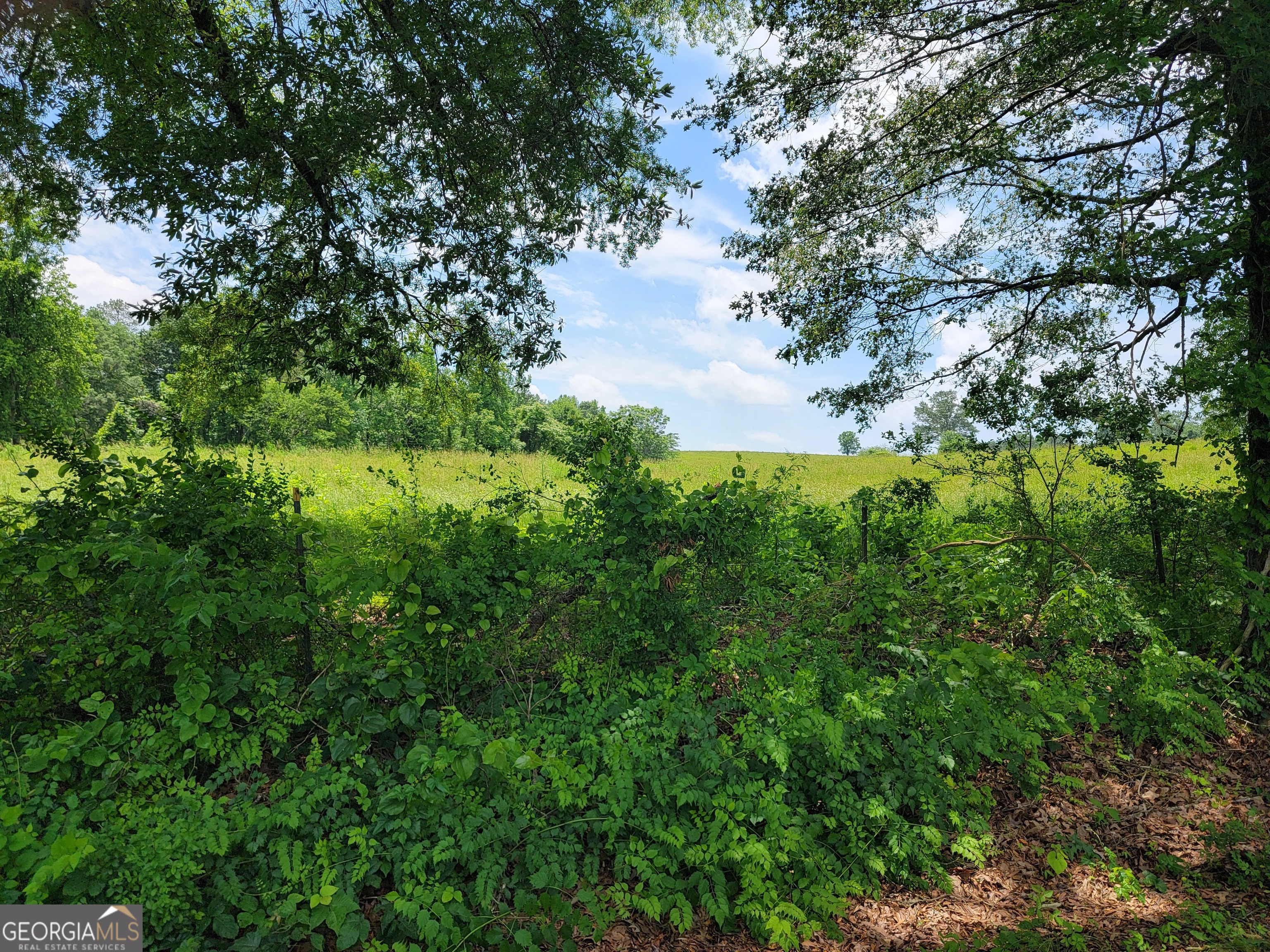 0 Co Road Gaylesville, AL 35973 - Photo 9 of 81 a view of a lush green forest
