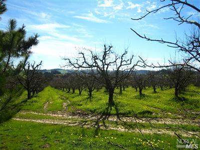 7555 Kennedy Road Sebastopol, CA 95472 - Photo 4 of 11 a view of a garden