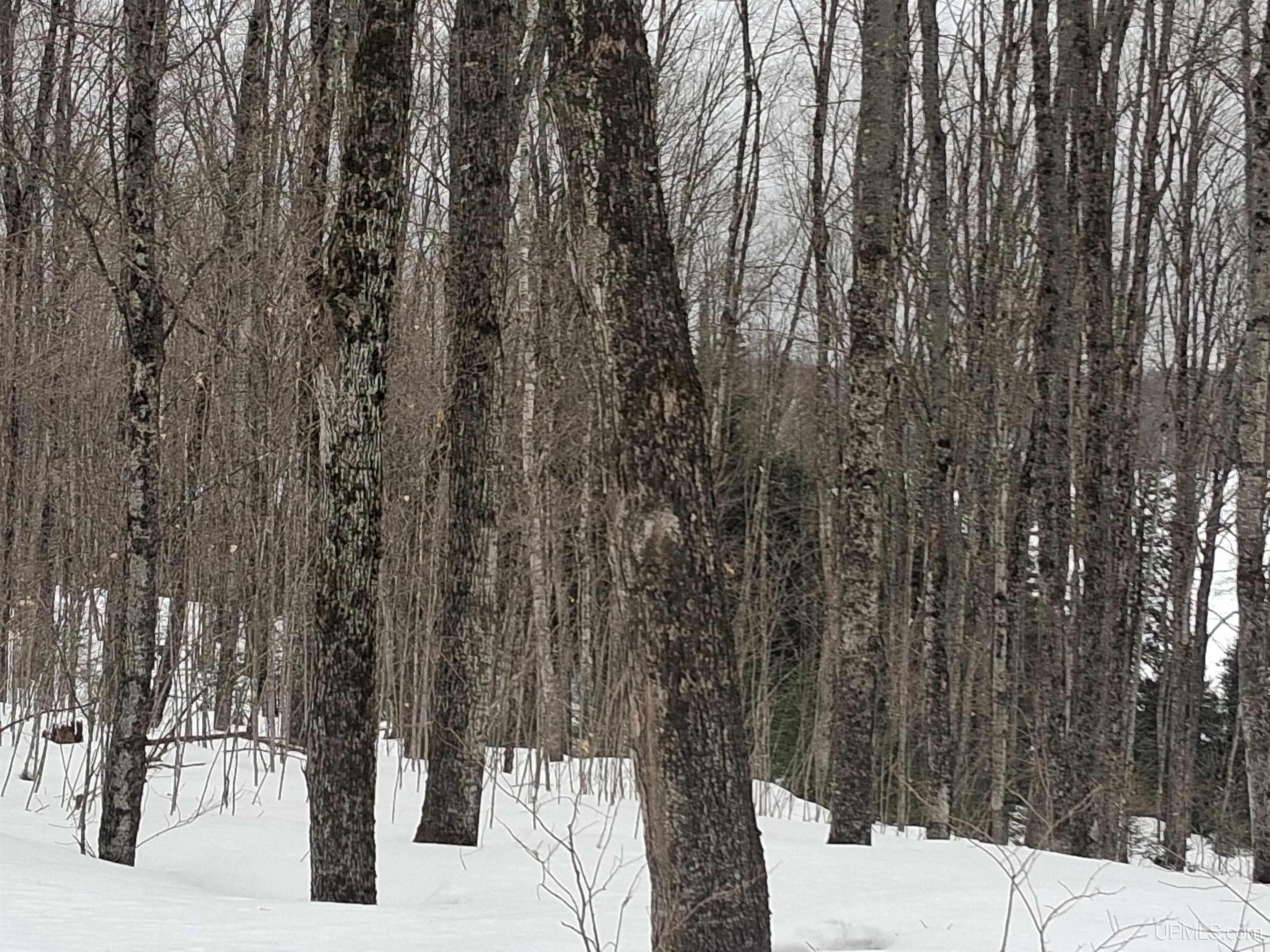 Lot 7 Fence Lake Road Republic, MI 49879 - Photo 21 of 21