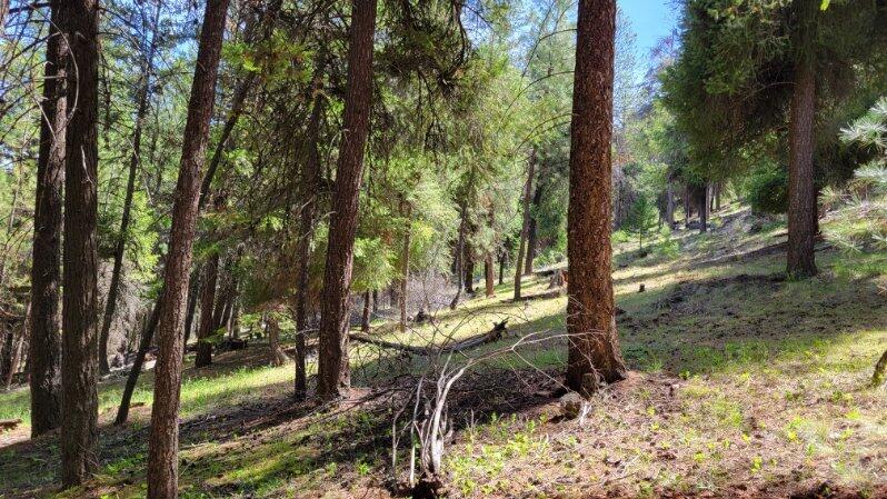 1315 Lofton Creek Road Prineville, OR 97754 - Photo 49 of 61 image000003 (6)