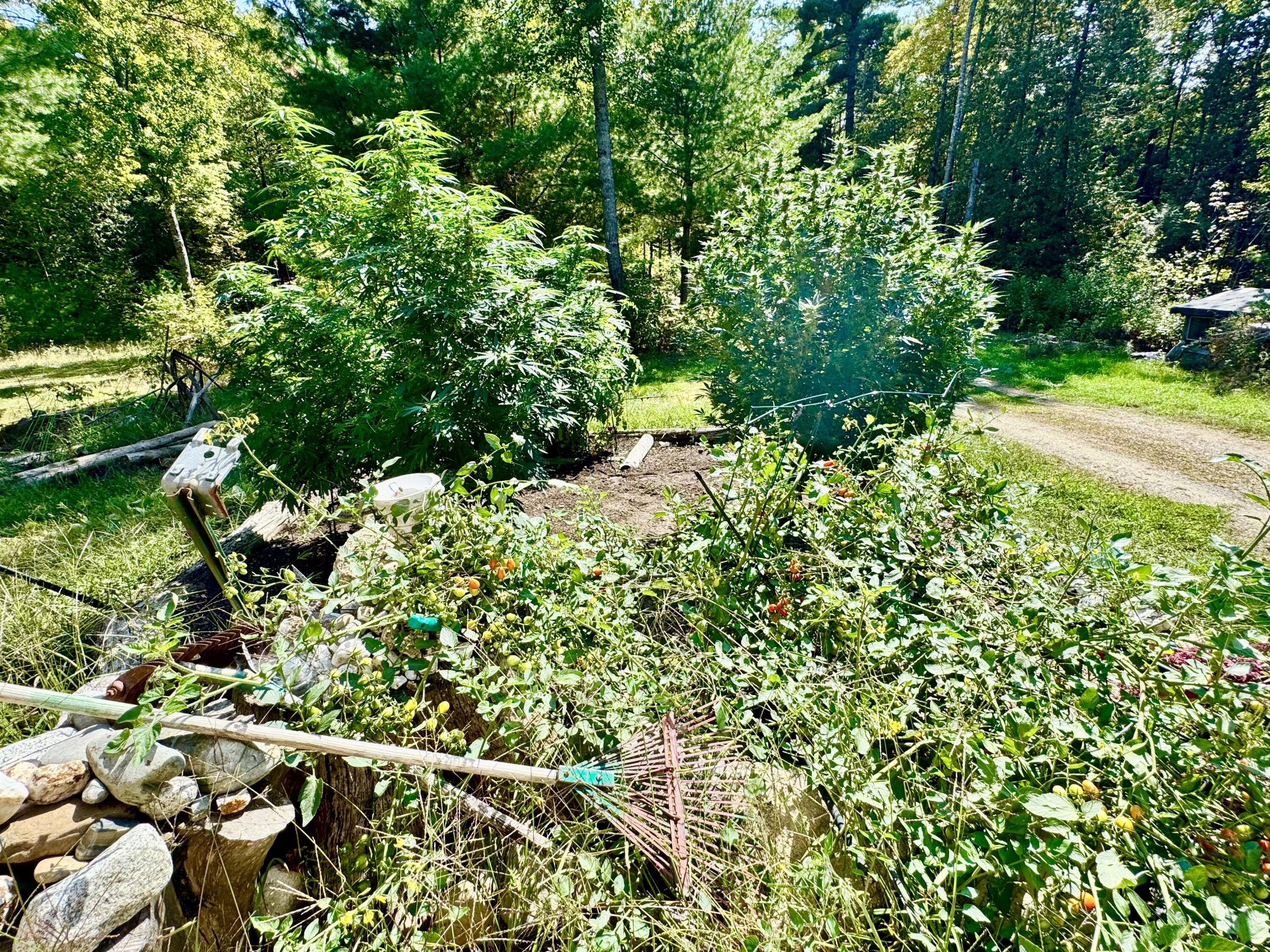 996 Mullen Road Stetson, ME 04488 - Photo 34 of 136 Gardens Galore