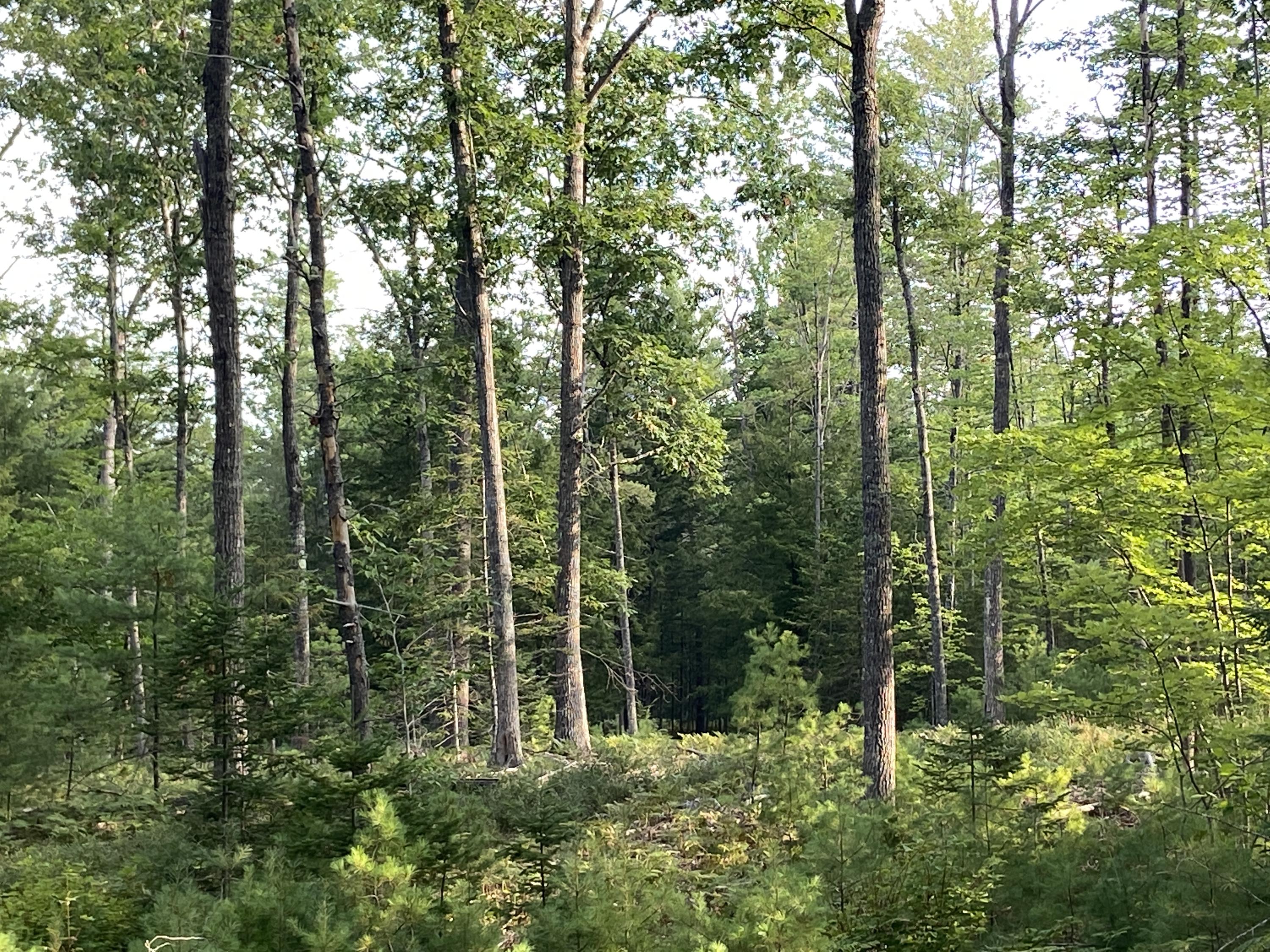 0 Naples Road Harrison, ME 04040 - Photo 10 of 12 4759504E-484D-4722-B5A9-22C6C4C18FB4