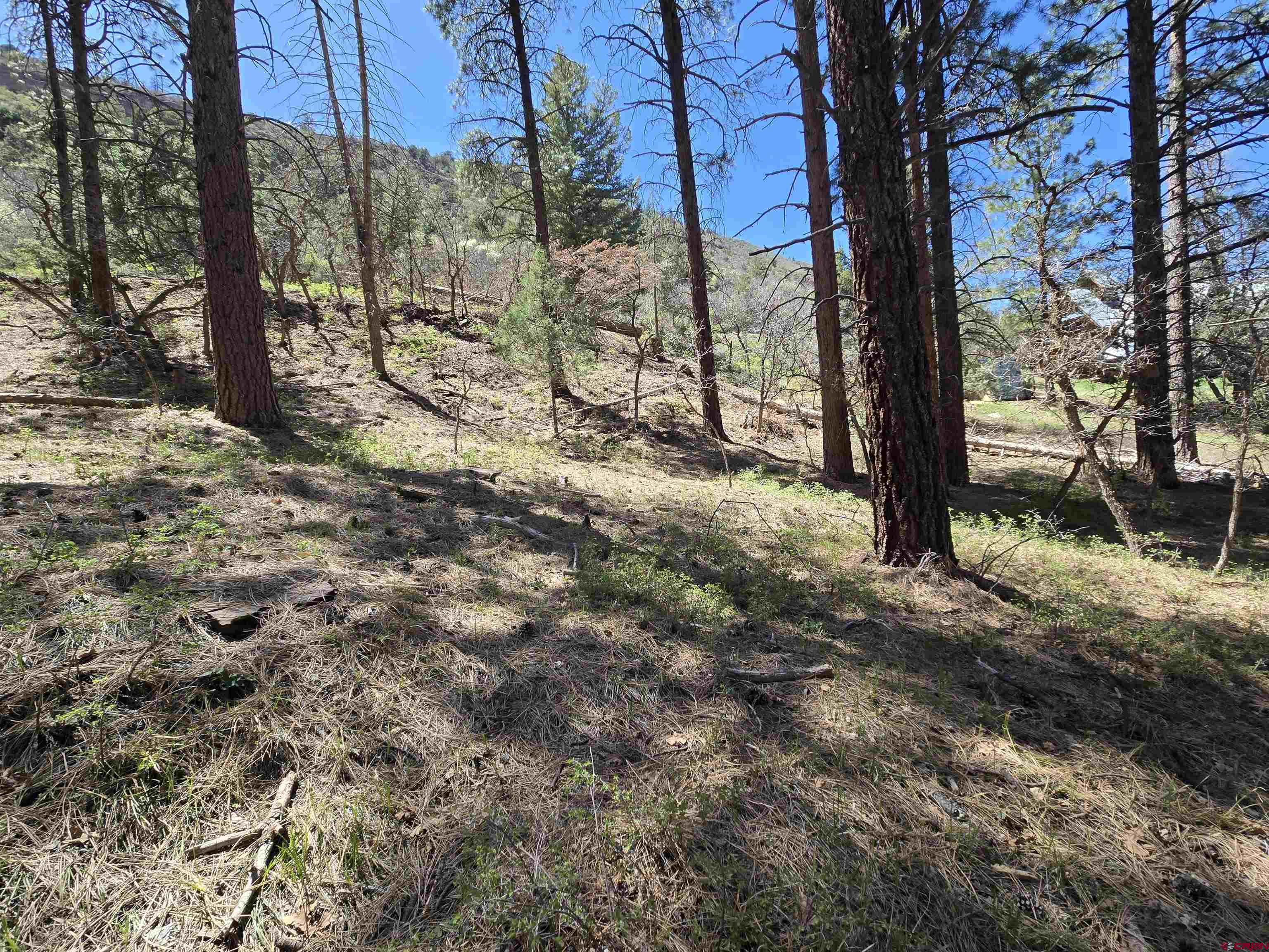 238 Pine Ridge Drive Ridgway, CO 81432 - Photo 11 of 18 a view of a tree in the forest