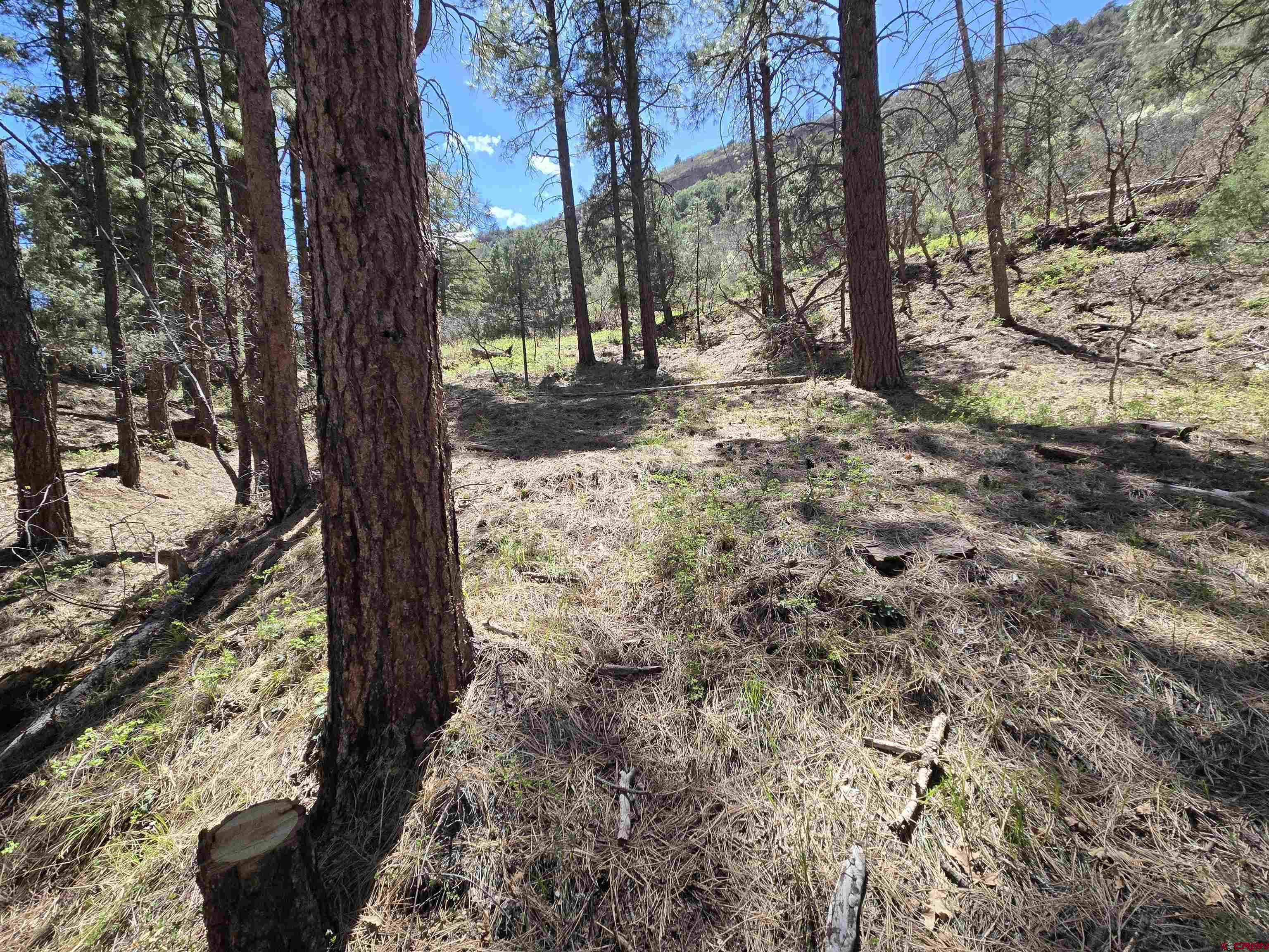 238 Pine Ridge Drive Ridgway, CO 81432 - Photo 11 of 13 a view of a yard with a tree