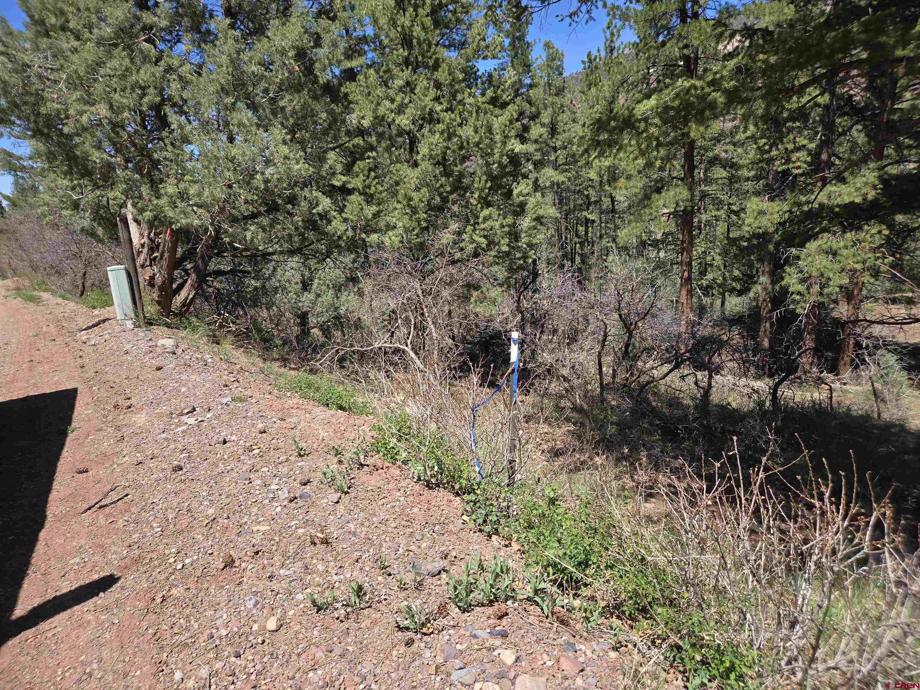 238 Pine Ridge Drive Ridgway, CO 81432 - Photo 14 of 18 a view of a yard with plants and trees