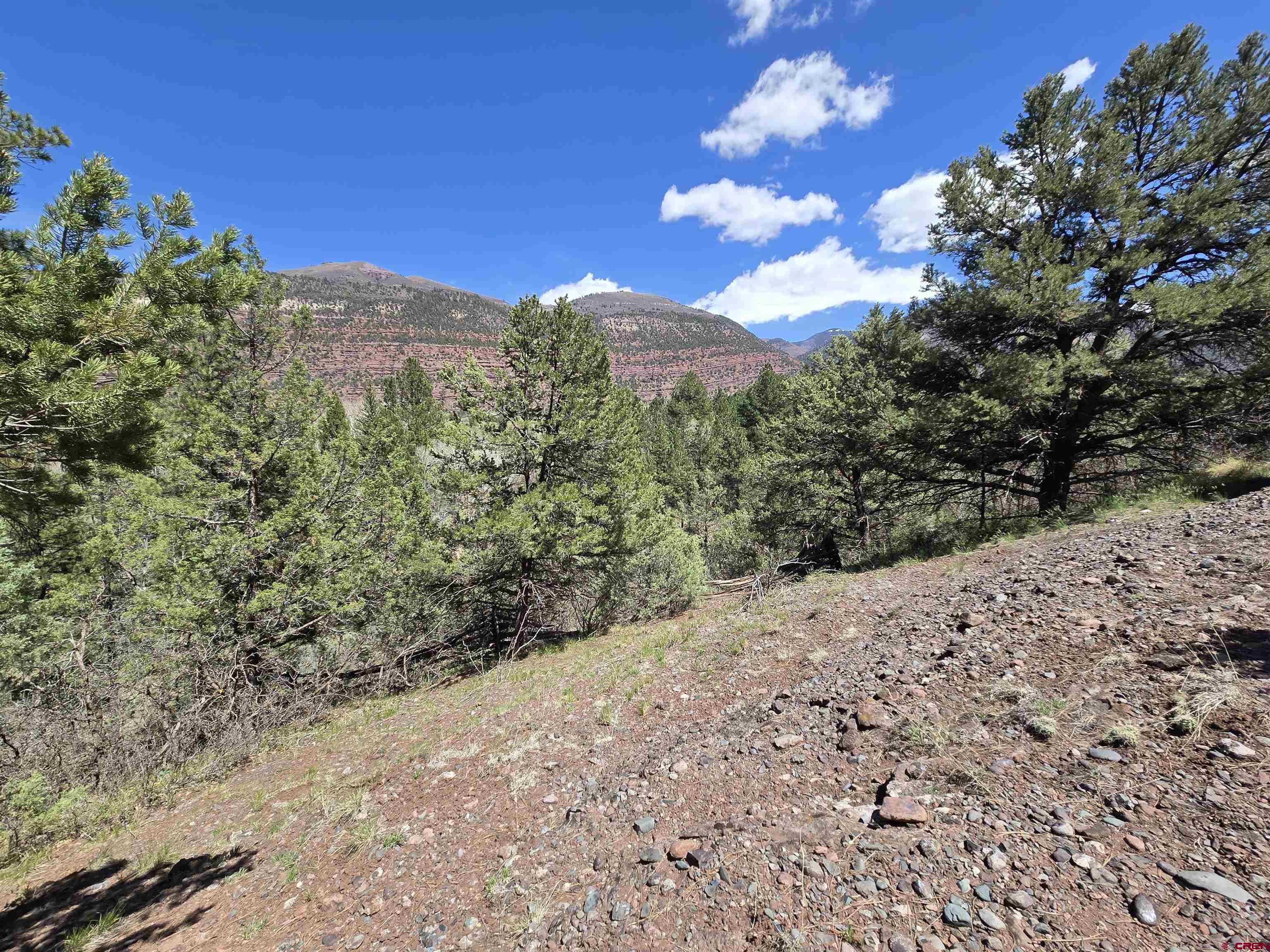 238 Pine Ridge Drive Ridgway, CO 81432 - Photo 2 of 18 a view of a dry yard with trees in the background