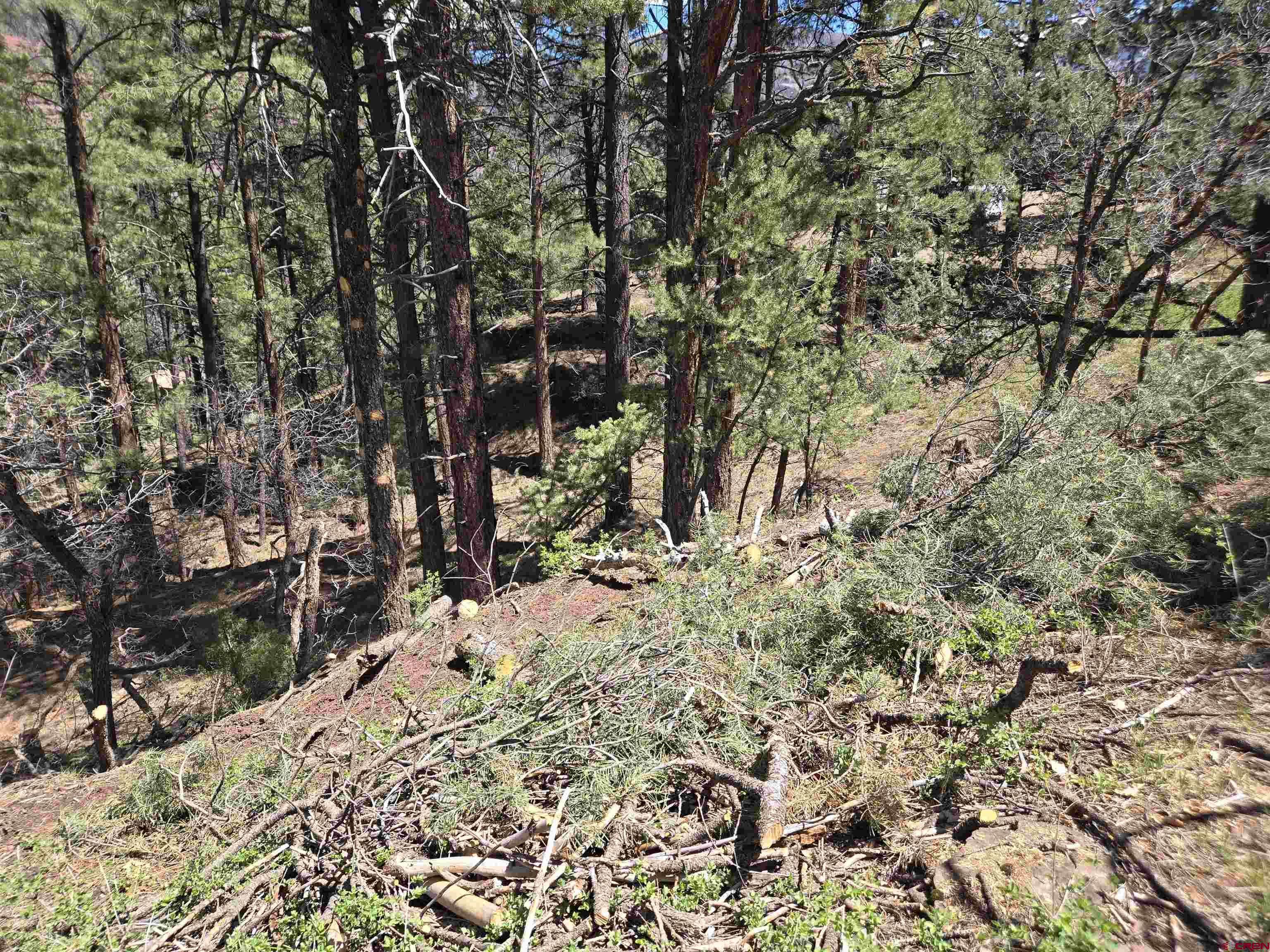 238 Pine Ridge Drive Ridgway, CO 81432 - Photo 3 of 13 a backyard of a house with a large tree