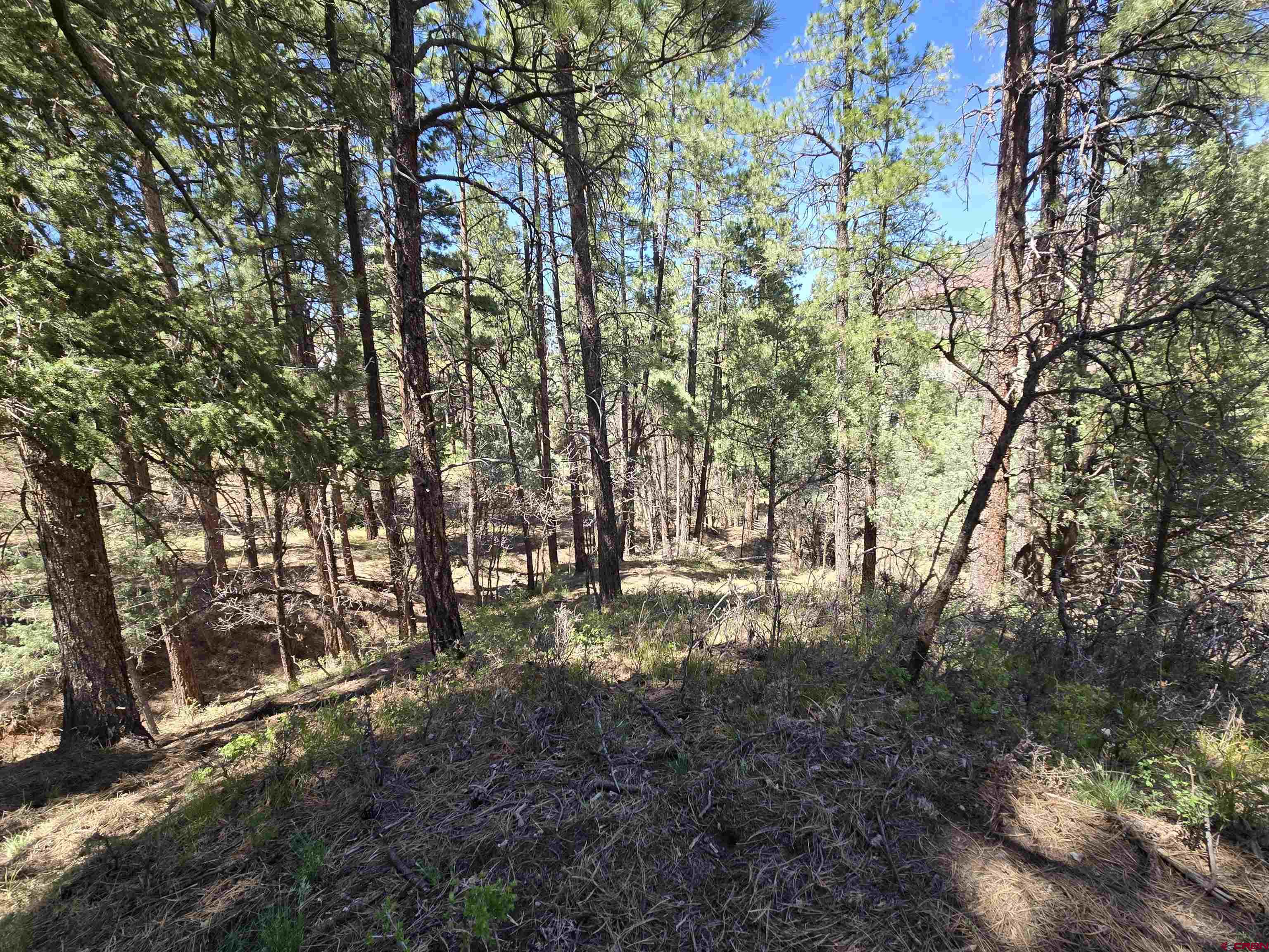 238 Pine Ridge Drive Ridgway, CO 81432 - Photo 5 of 13 a backyard of a house with lots of green space