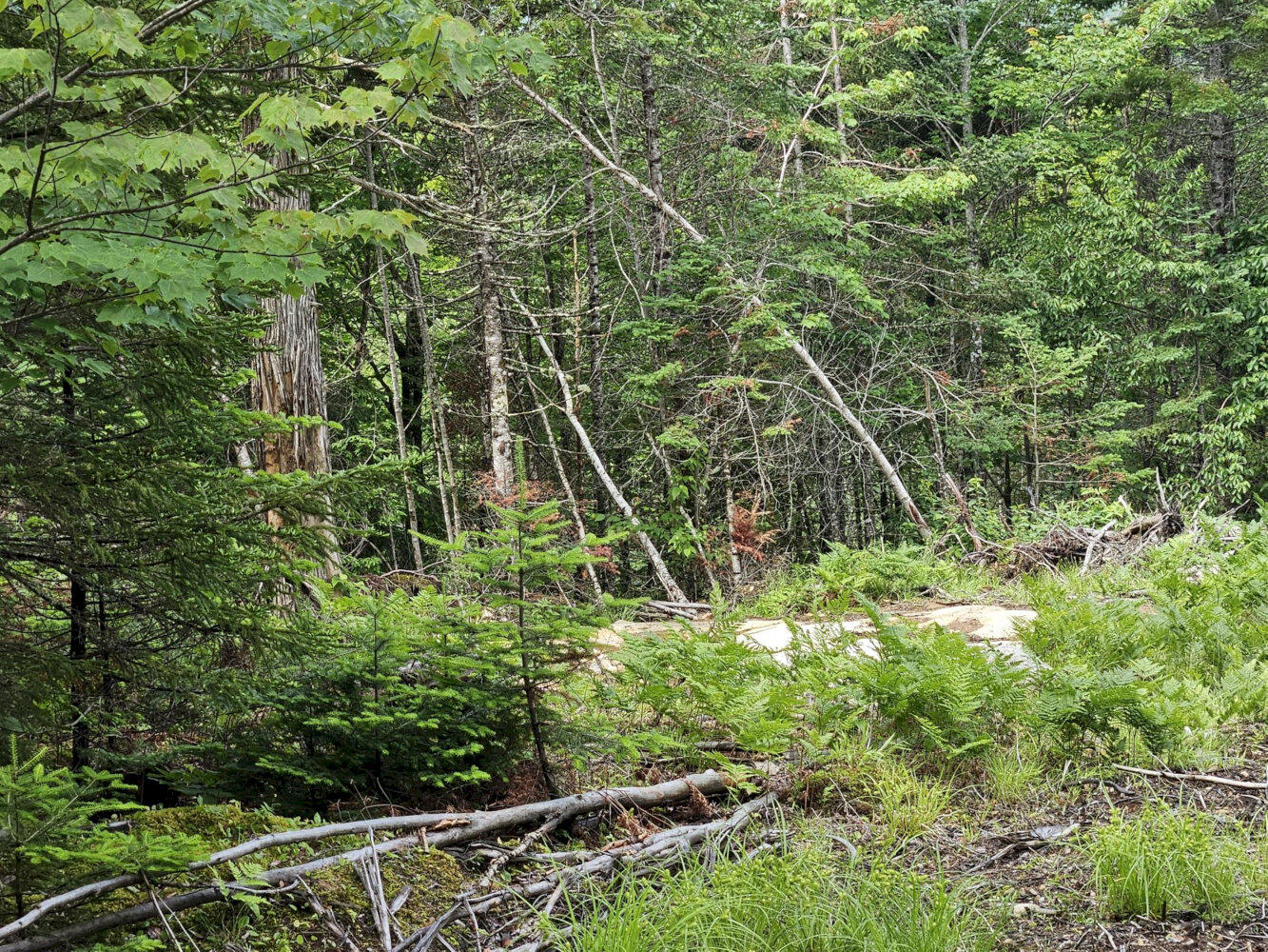 M10-l12-2 Ledge Road Embden, ME 04958 - Photo 4 of 14 20260627_105009_result