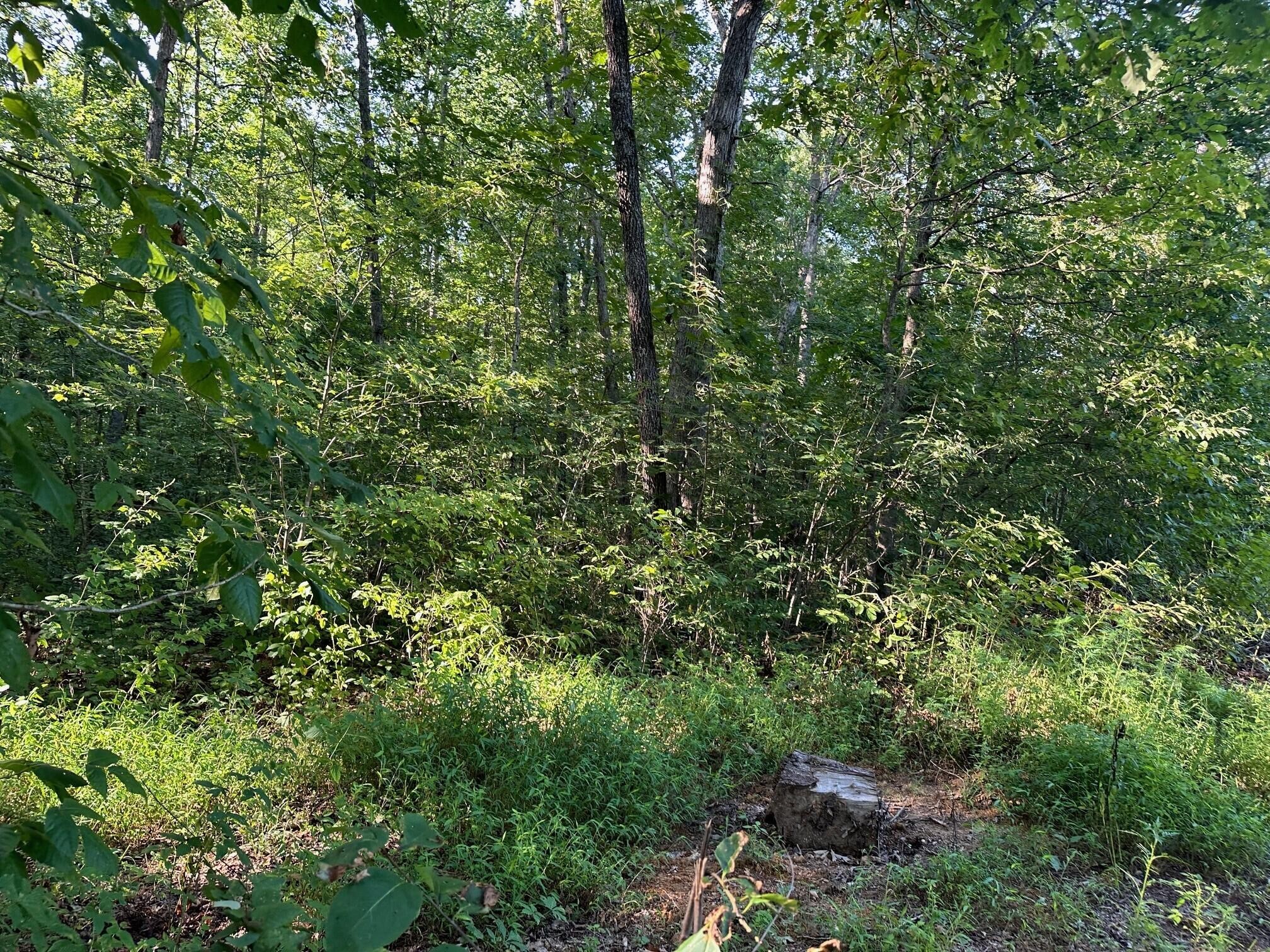 1 Prater Road Pikeville, TN 37367 - Photo 11 of 28 Gallery Image 11