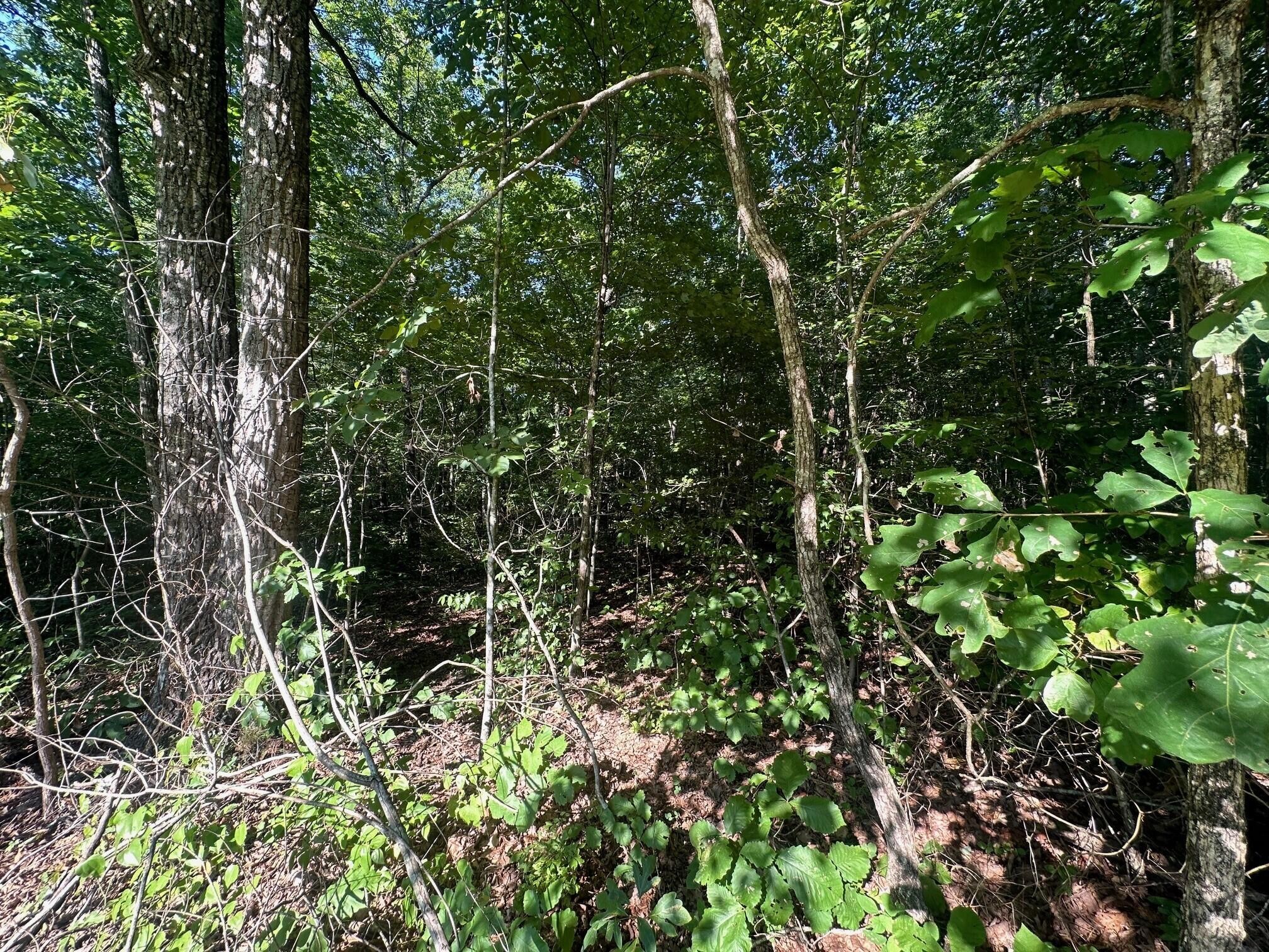 1 Prater Road Pikeville, TN 37367 - Photo 15 of 28 Gallery Image 15