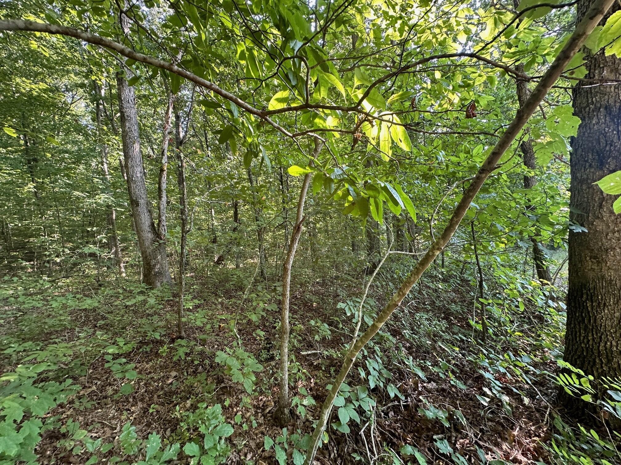 1 Prater Road Pikeville, TN 37367 - Photo 18 of 28 Gallery Image 18