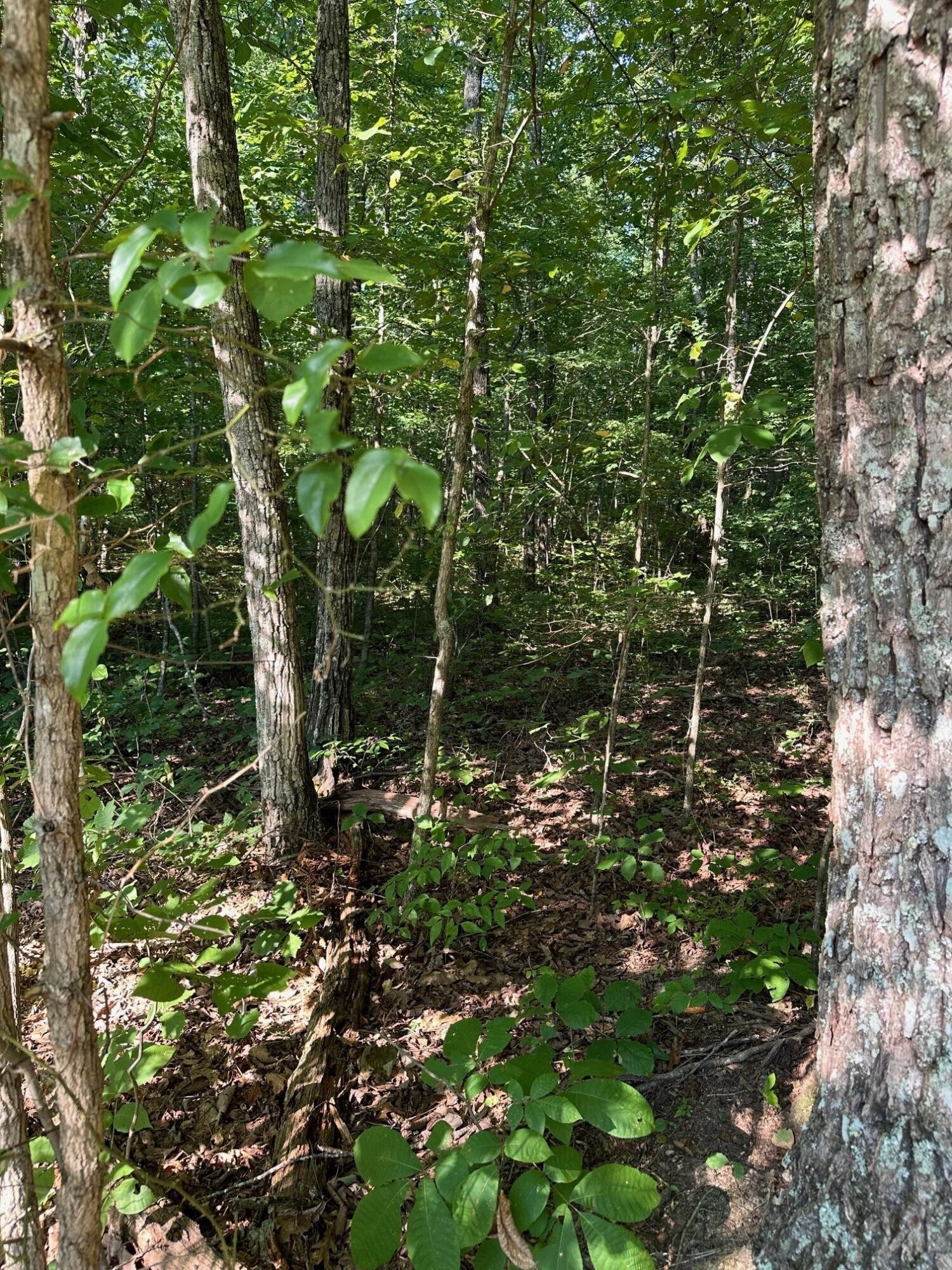 1 Prater Road Pikeville, TN 37367 - Photo 20 of 28 Gallery Image 20